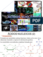 Clase Acidos Nucleicos Bioquimica UAC