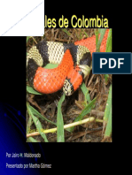 Serpientes Coral de Colombia
