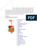 Organ Pencernaan Manusia