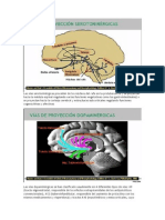 Las Vías Serotoninérgicas Proceden de Los Núcleos Del Rafe en La Protuberancia y Se Proyectan Hacia La Médula Espinal Regulando Varias Funciones Vegetativas Como Las Gastrointestinales