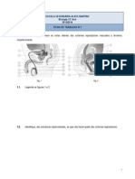 Ficha Trabalho Nº1 S.Reprodutor