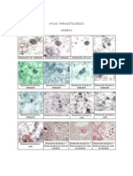 Protozoarios 0 PDF