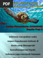 Download Penyu Hijau Chelonia Mydas by Septian Murnawianto SN212883073 doc pdf