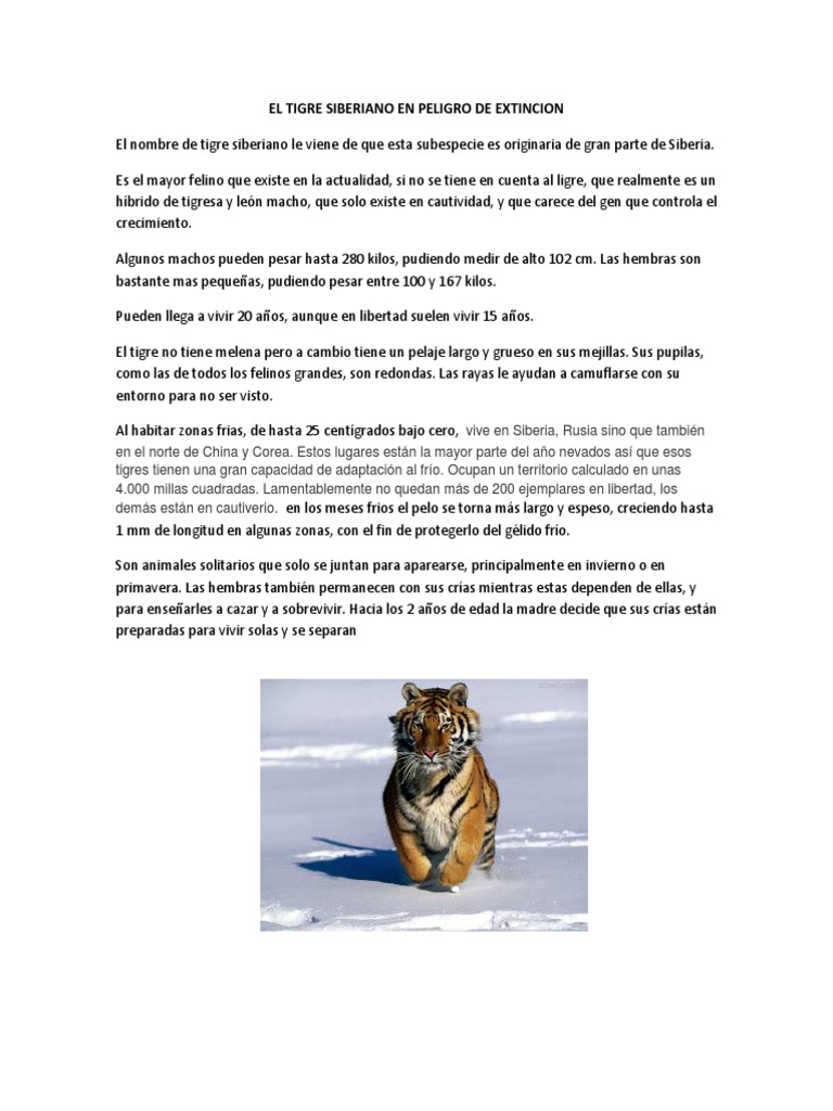 El Tigre Siberiano en Peligro de Extincion | PDF | Tigre | Conservación