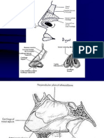 anatomia nasal.ppt