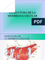 Estructura de La Membrana