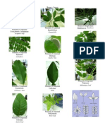 Botany Leaves Types Structures Classification Guide