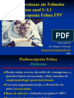 BI Curs An5 Panleucopenia Felina