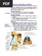 Sistema Respiratório