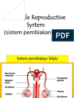 B-Sistem Pembiakan Lelaki