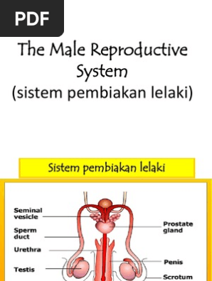 B Sistem Pembiakan Lelaki Pdf