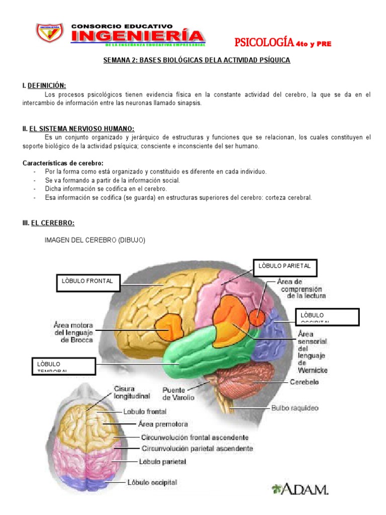Bases Biológicas de la Actividad Psíquica | PDF | Cerebro | Las emociones
