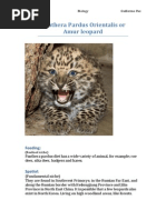 Panthera Pardus Orientalis or Amur Leopard: YR11 Biology Guillermo Paz