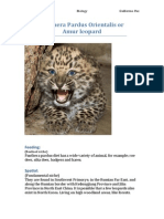 Panthera Pardus Orientalis or Amur Leopard: YR11 Biology Guillermo Paz