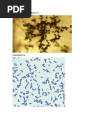 Download Trichoderma viride enterobacter by Nurul Maziyah SN213440033 doc pdf