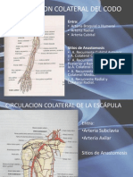 Circulacion Colateral Del Codo y La Escapula