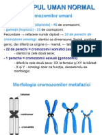 l.p.1. Cariotipul Uman Normal