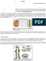 Caule em Estrutura Primária e Secundária