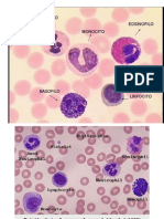 Atlas Hematologia