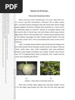 Download Bab II Tinjauan Pustaka by niztgirl SN213625393 doc pdf