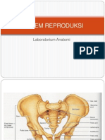 Sistem Reproduksi: Laboratorium Anatomi