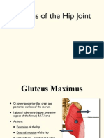 Hip-muscles.pdf