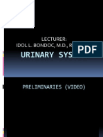 Urinary System