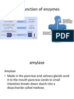 3 2 4 Action Moleculesthe Function of Enzymes