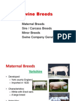 Swine Breeds: Maternal Breeds Sire / Carcass Breeds Minor Breeds Swine Company Genetics