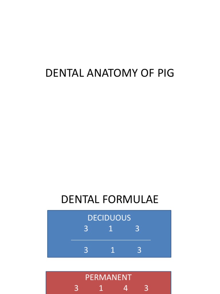 Dental Anatomy Pdf