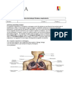 Guia de Trabajo Sistema Respiratorio 2013