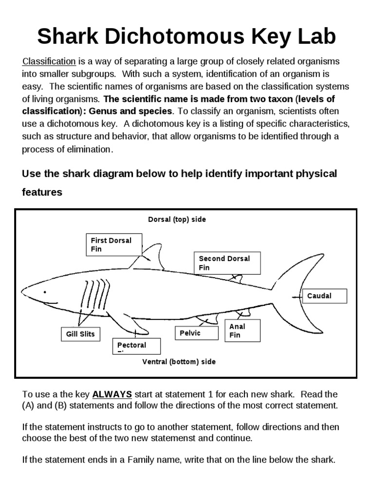 Shark Dichotomous Key Lab Vertebrates Taxonomy Biology