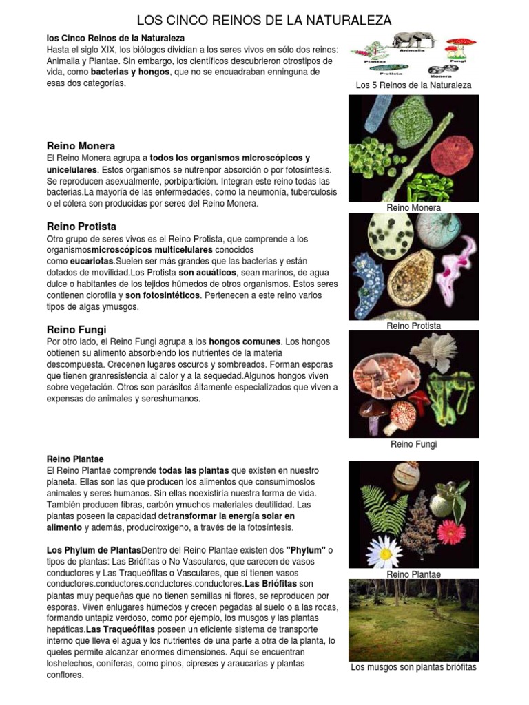 Los Cinco Reinos de La Naturaleza | PDF | Plantas | Hongo