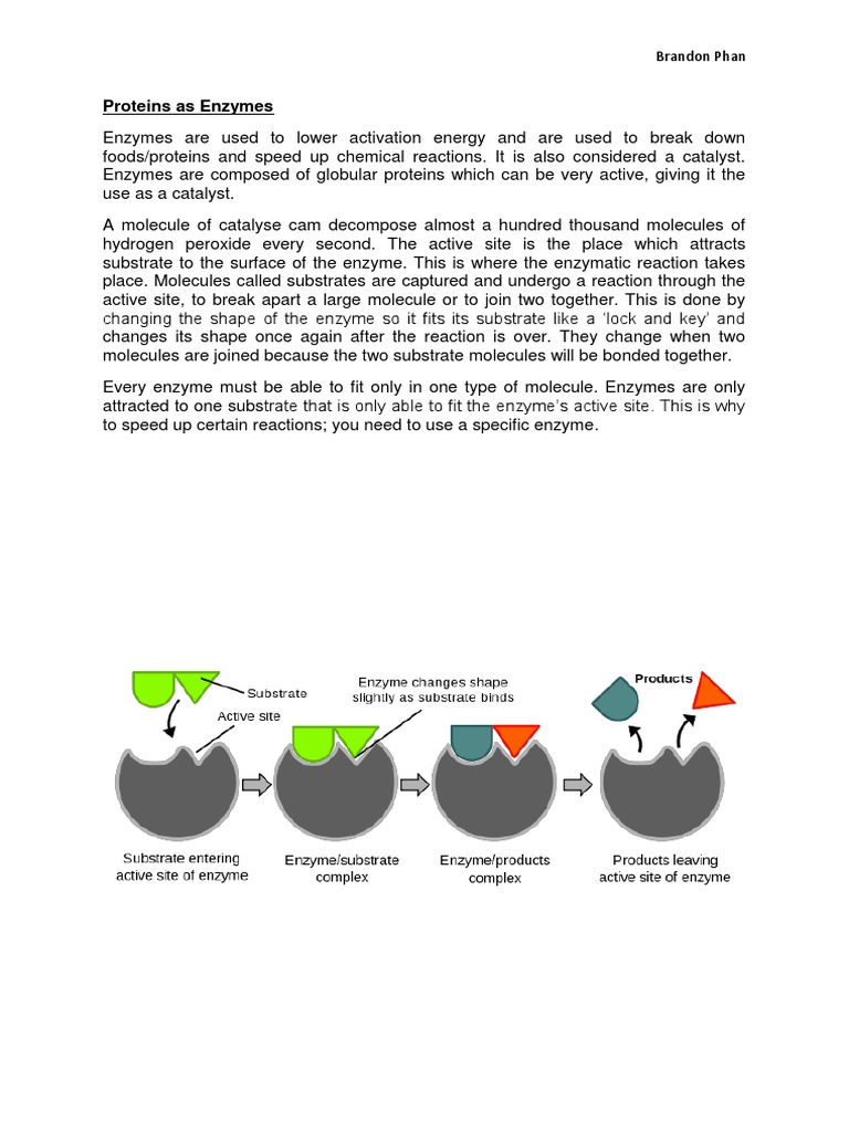 Enzymes, Protein Denaturation, and DNA | PDF | Enzyme | Denaturation ...