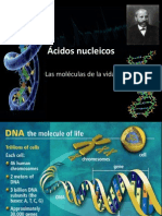 Ácidos núcleicos