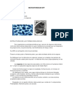 Microsporidium SPP