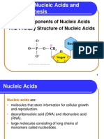 Chapter 17 Nucleic Acids and Protein Synthesis