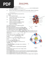 Sistema circulatório