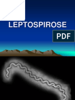 Leptospirose 