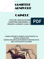 Mamifere Carnivore Clasa A VII A - Cainele