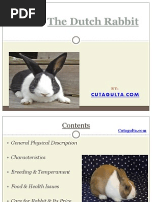 Dutch Rabbit