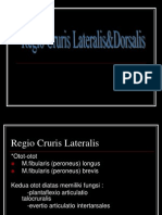 Regio Cruris Lateralis & Dorsalis