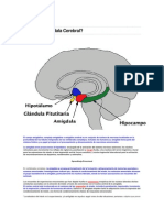 ¿Que Es La aMIGDALA CEREBRAL