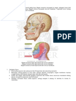 Trigeminal Nerve