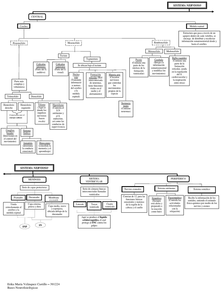Mapa Conceptual Sistema Nervioso Sistema Nervioso Central
