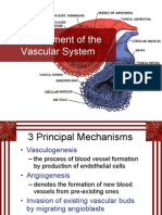 Establishment of Vascular System
