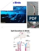 Biologi Laut - Burung