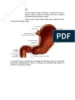 Histologia - Semana 3