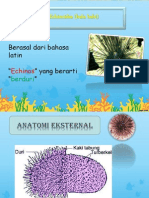 Echinodermata Sip