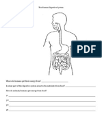 The Human Digestive System